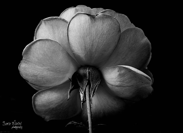 Macro