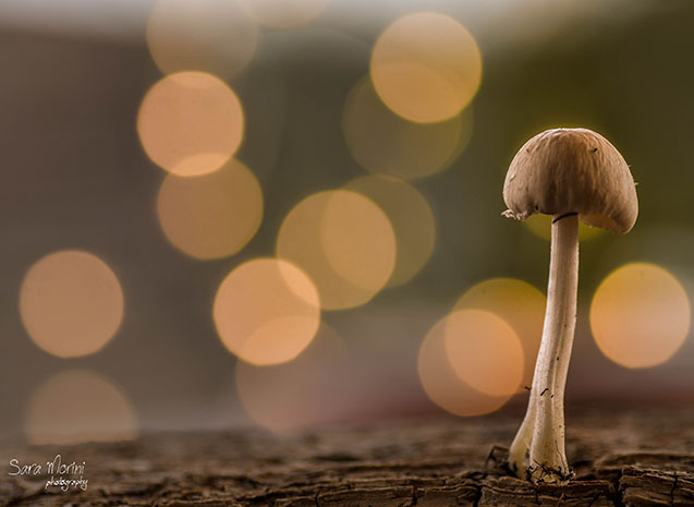 Macro
