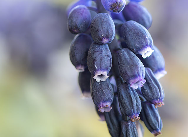Macro