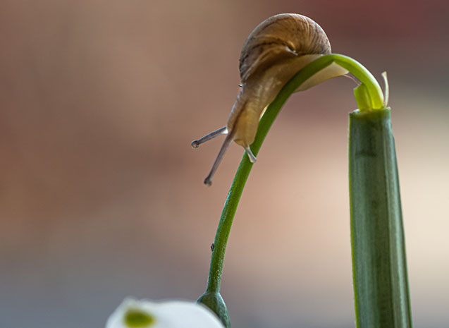 Macro