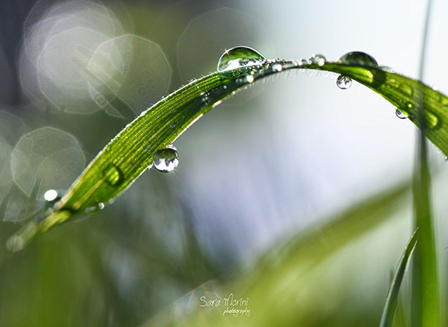 Macro