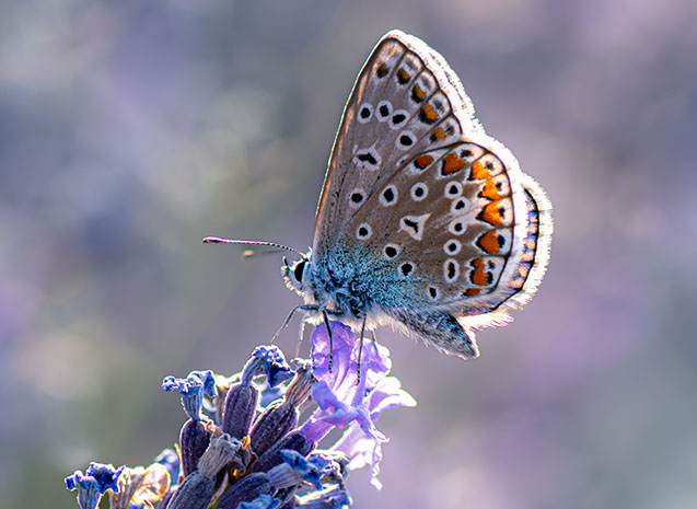 Macro